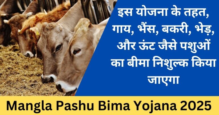Mangla Pashu Bima Yojana 2025: राजस्थान सरकार की क्रांतिकारी योजना, 21 लाख पशुपालकों को मिलेगा फायदा